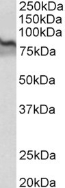 Ulk3 Antibody