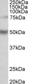 APOH Antibody