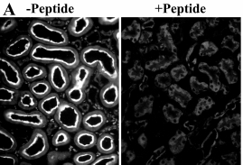 Slc5a1 Peptide