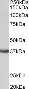 SPON2 Antibody
