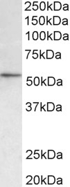 APP Antibody