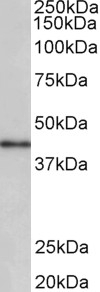 ZIC3 Antibody
