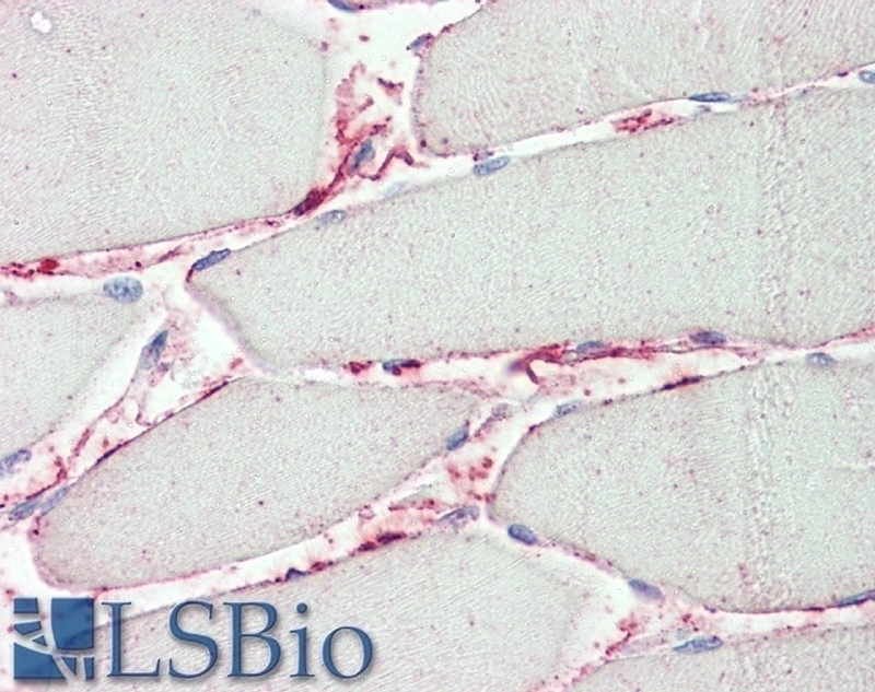 ARPC1A Antibody