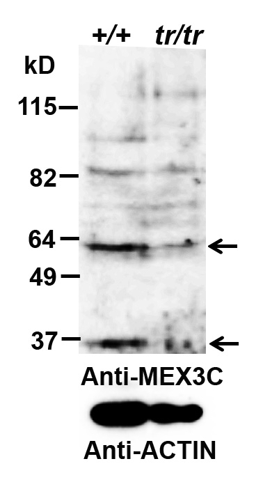 ABHD14B Antibody