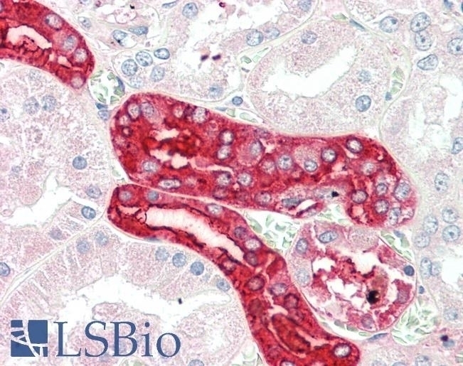 AIMP1 Antibody
