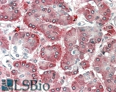 B2M Antibody