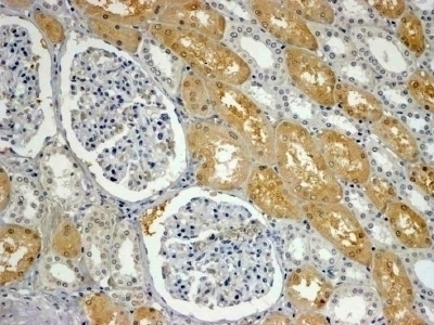 APXL Antibody