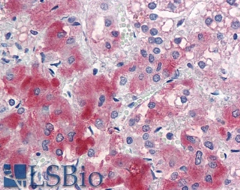 cytokeratin 20 Antibody