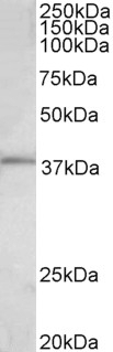VEGFA Antibody
