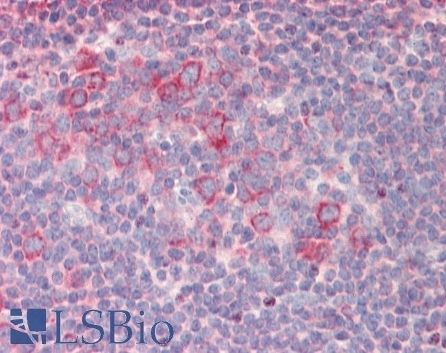c-FOS Antibody