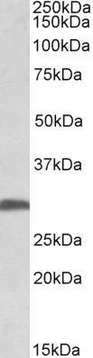 E2F1 Antibody