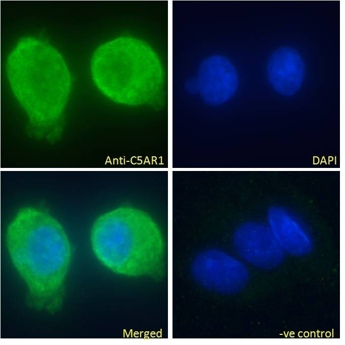 Hsp31p Antibody