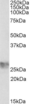 CCAAT/enhancer binding protein zeta Antibody