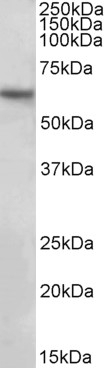 CCAAT/enhancer binding protein zeta Antibody