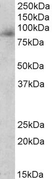 biotinidase Antibody