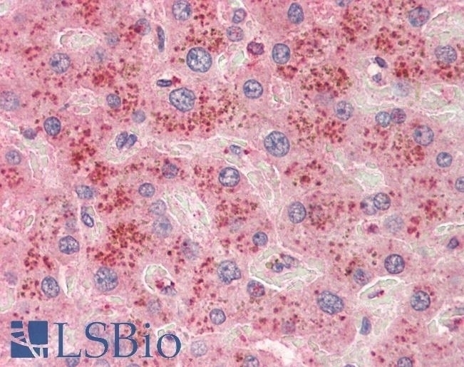 ADRA1A Antibody