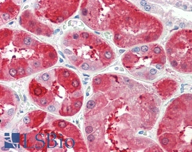 SLC6A12 / BGT1 Antibody