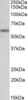 ACHRE / CHRNE Antibody