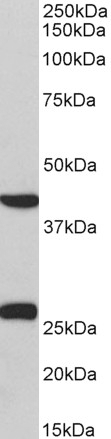 ADRA1B Antibody