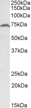 APOA1 Antibody
