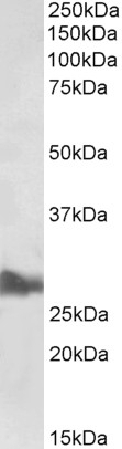 Stomatin Antibody