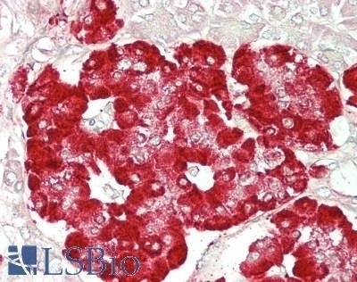 BPIFA1 / PLUNC Antibody
