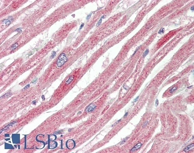 ATF6 Antibody