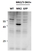 MK5 / MAPKAPK5 Antibody