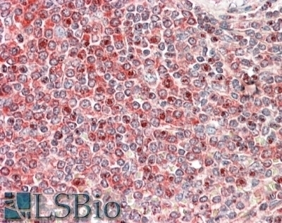 BPIFA1 / PLUNC Antibody