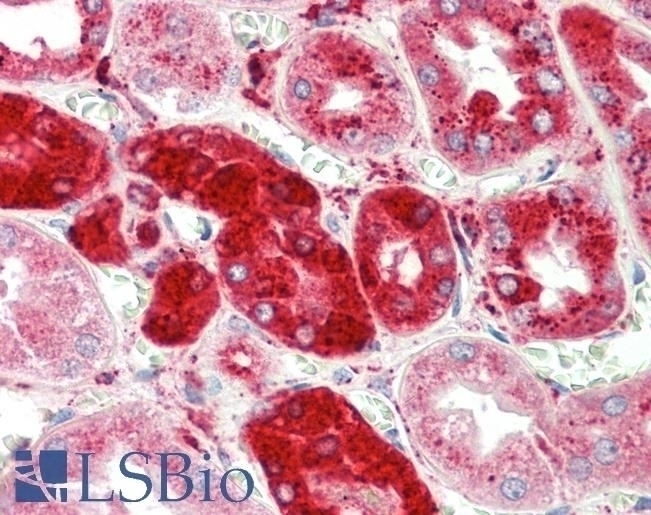 BCAR1 Antibody