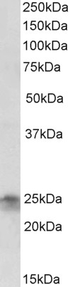 ATG4C Antibody