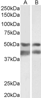 AHSG Antibody