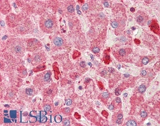 contactin 1 Antibody