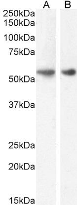 SGK Antibody