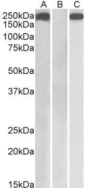 apolipoprotein D Antibody