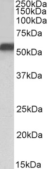 Acacb Antibody