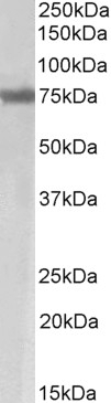 ADAM19 Antibody