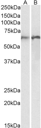 ARNT Antibody