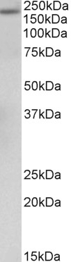 BLVRB Antibody