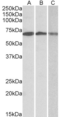 BLVRB Antibody