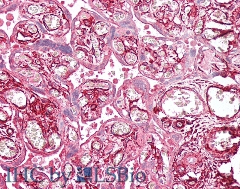 AOF2 / LSD1 Antibody