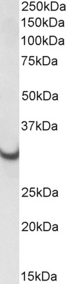 Wfdc2 Antibody