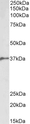 BMPR2 Antibody