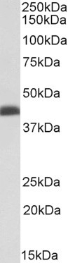 ATP5C1 Antibody