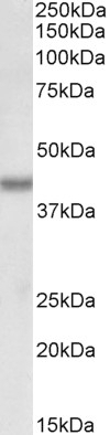 alpha-fetoprotein Antibody