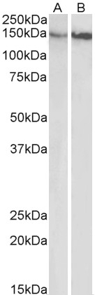 BMI1 Antibody
