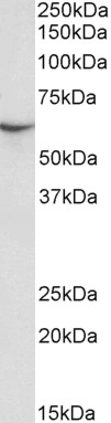 APOBEC3G / ARP9 Antibody