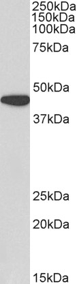SOST Antibody