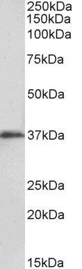 AMACR Antibody