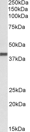 Apolipoprotein H Antibody